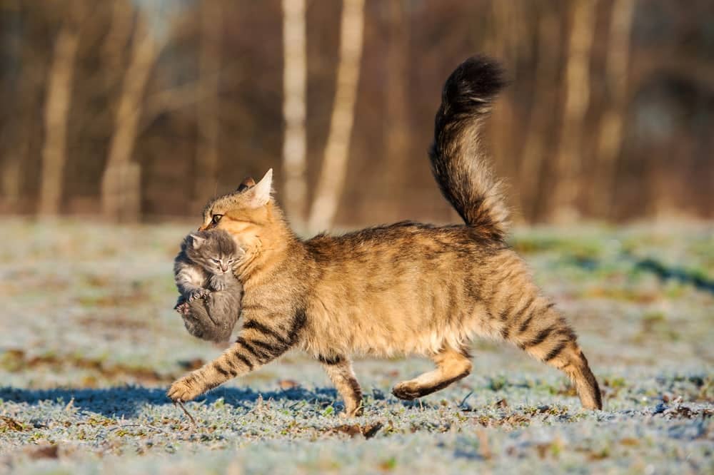 Mother cat running with newborn kitten in her mouth