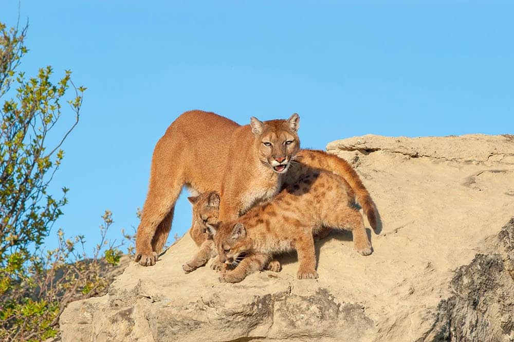 Mountain lions protecting her young