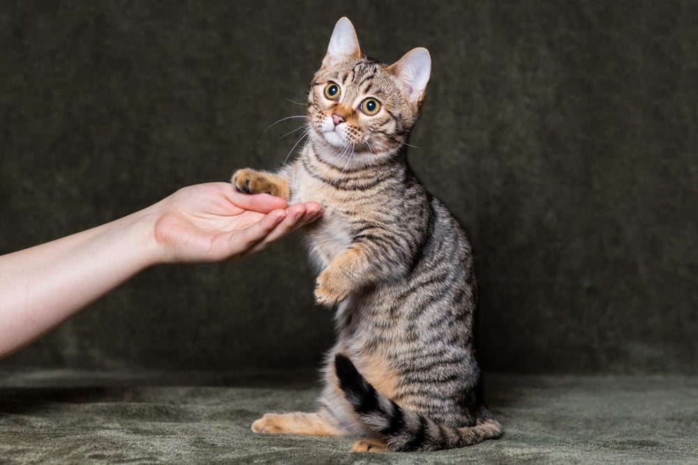 Munchkin Bengal Cat Mix