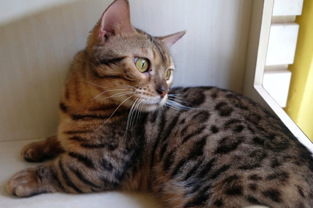 Munchkin Bengal