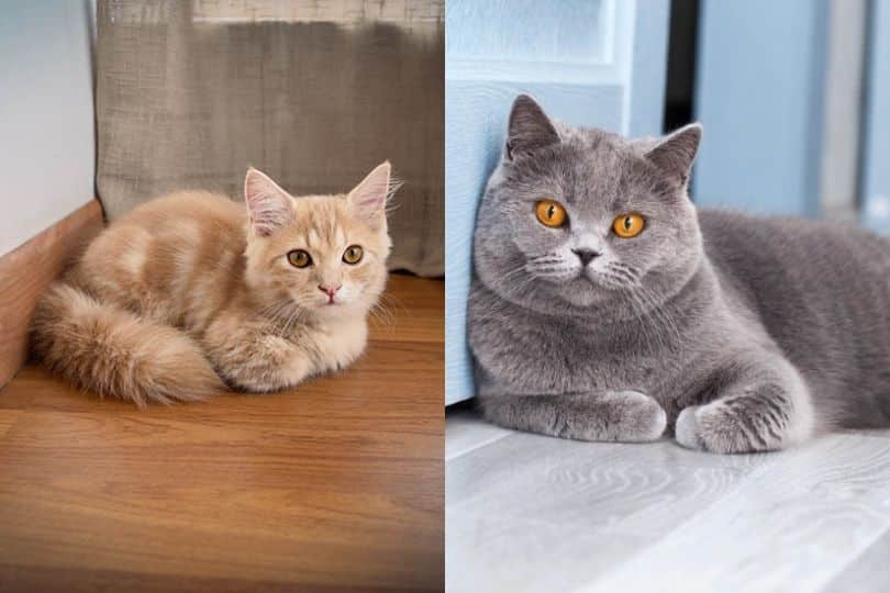 Munchkin British Shorthair Mix