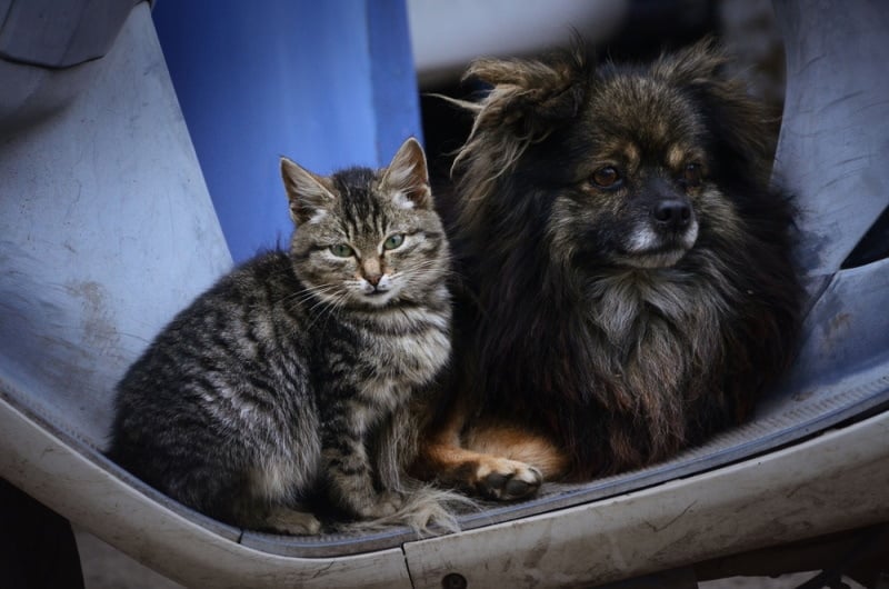 Munchkin cat and a dog on a scooter