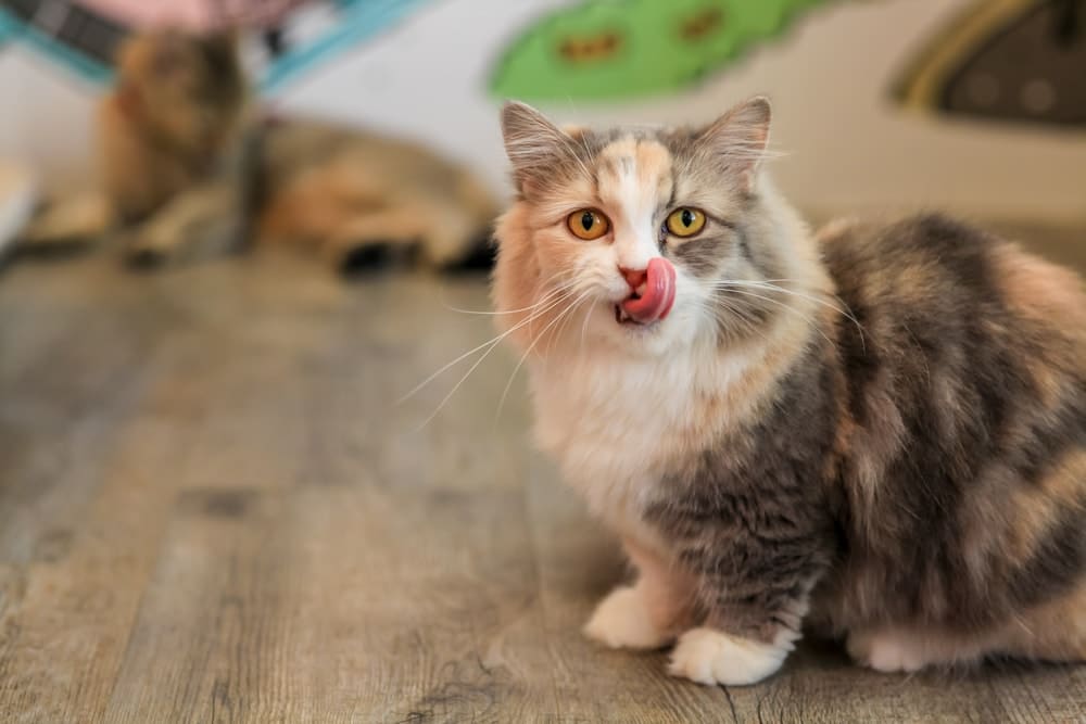 Munchkin cat eating