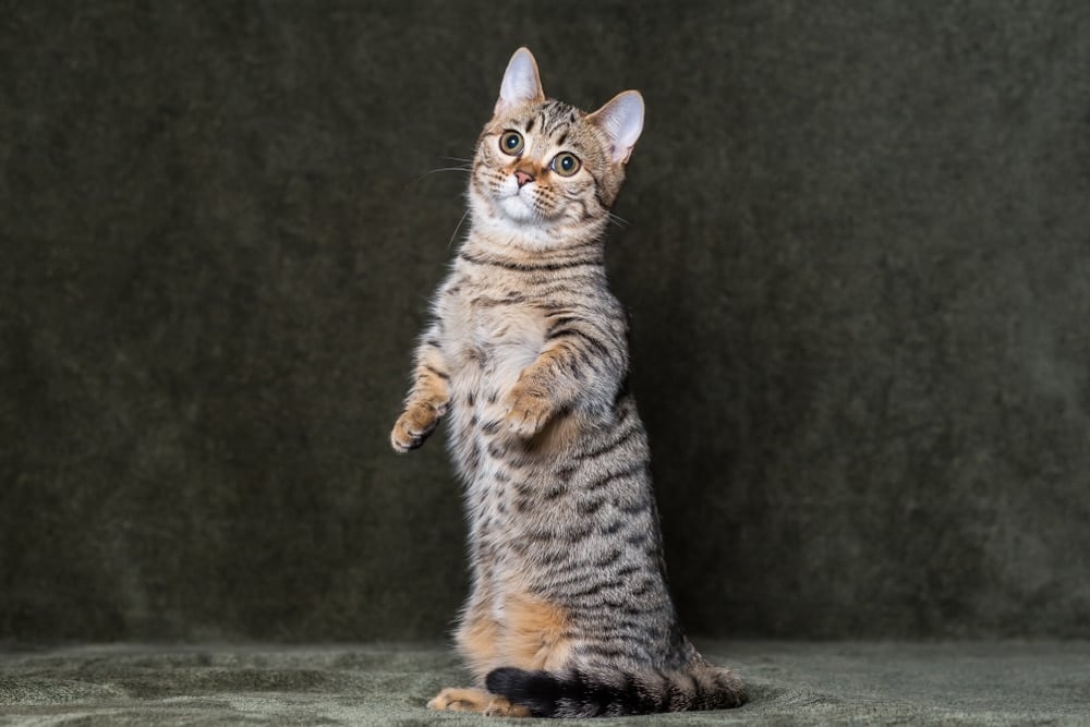 Munchkin-cat-standing-