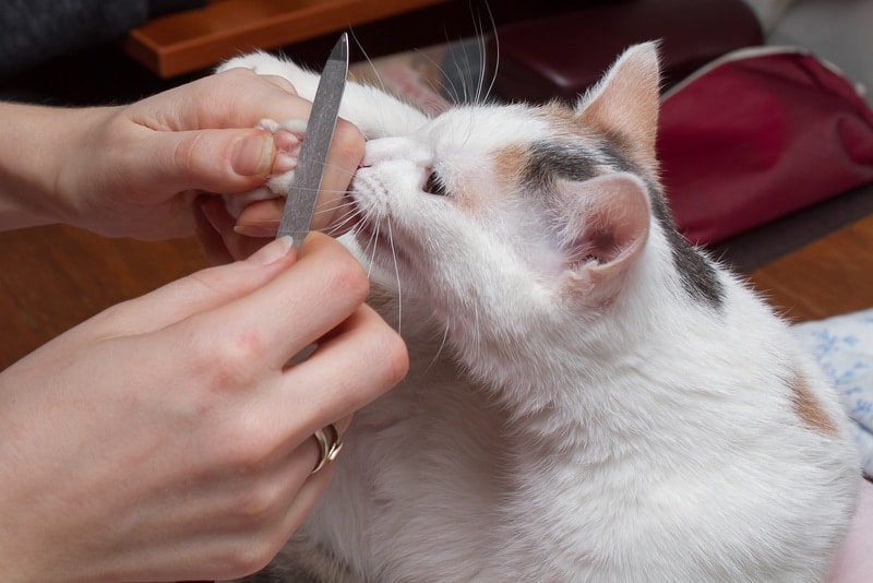 Nail file used to smoothen cats claws