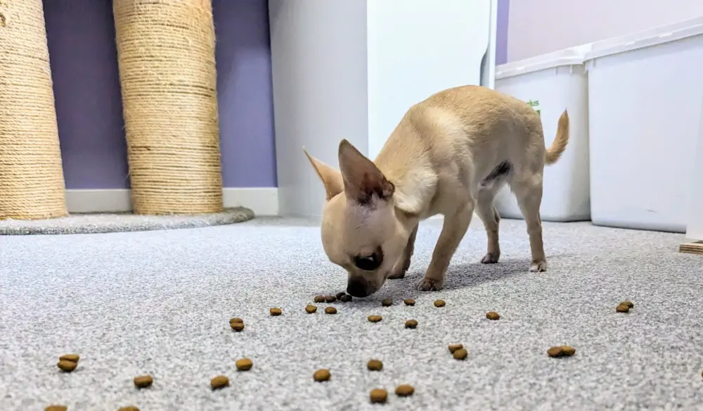 Ned the Chihuahua cleanup unit  for scatter feeding