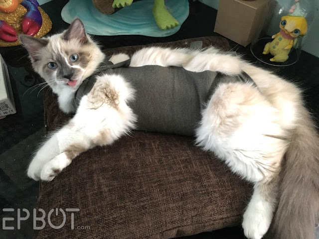 8 Amazing DIY Cat Onesies You Can Make Today (With Pictures) - Catster