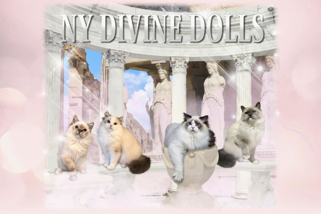 New York Divine Dolls