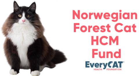 Norwegian Forest Cat HCM Research Fund logo