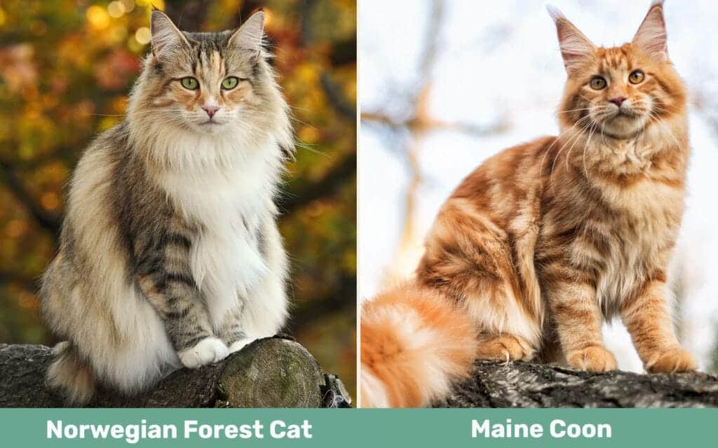 Norwegian Forest Cat vs Maine Coon side by side