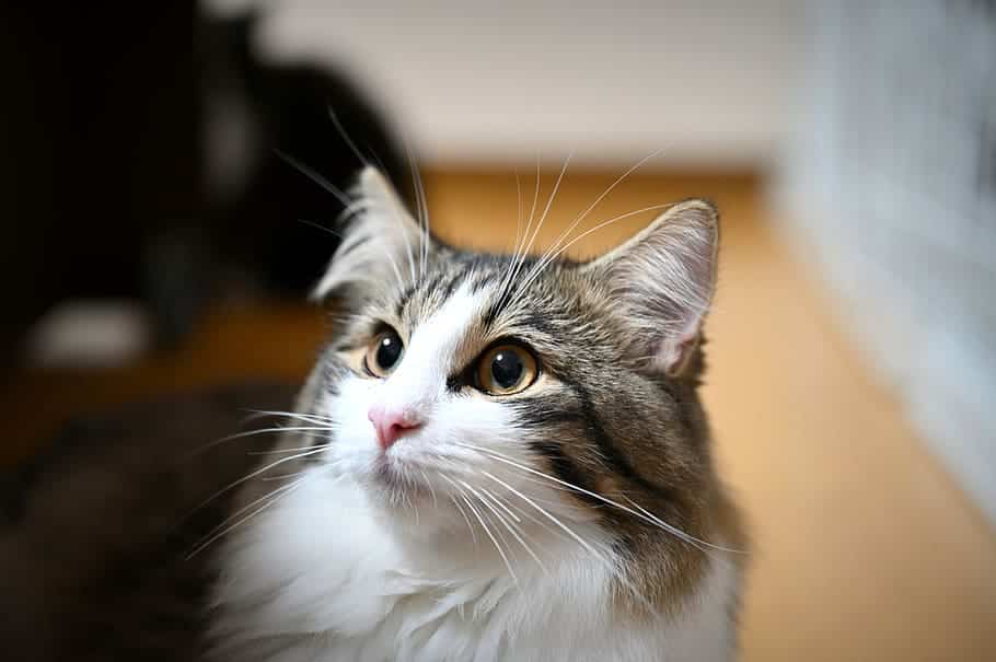 Norwegian Forest Cat with ear tuft