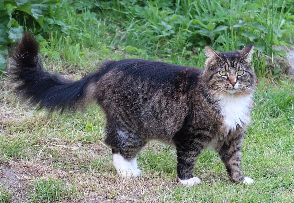 Norwegian Forest Cat