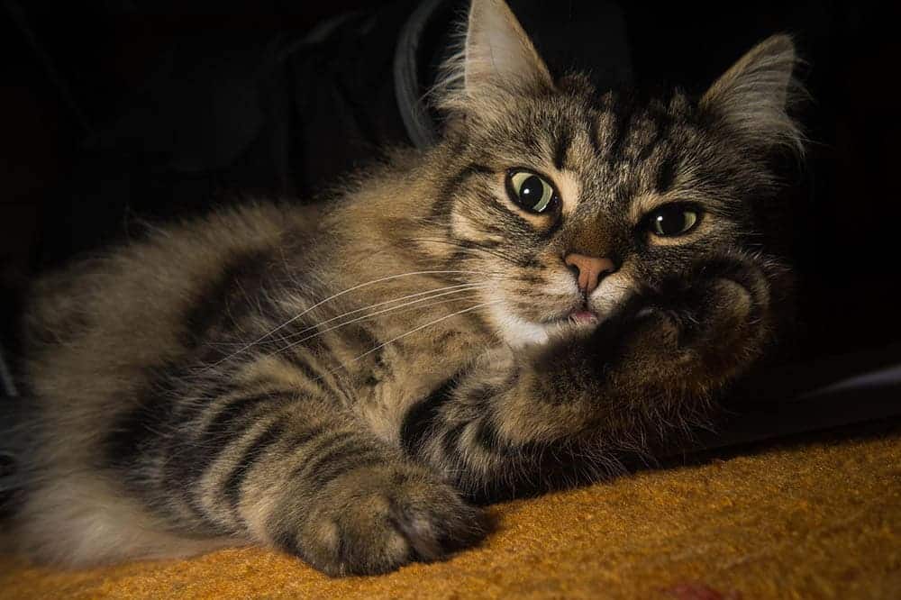 Norwegian Forest Cat