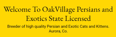 OakVillage Persians and Exotics
