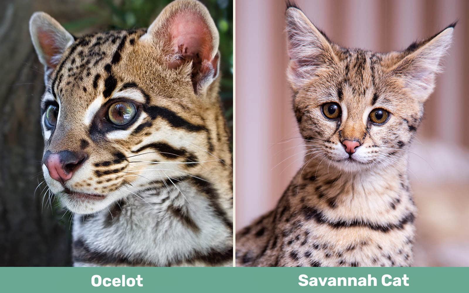 Ocelot vs Savannah Cat side by side