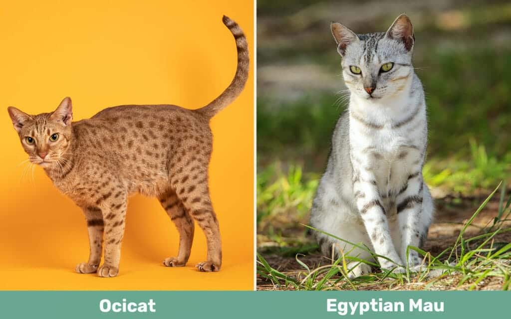 Ocicat vs Egyptian Mau side by side