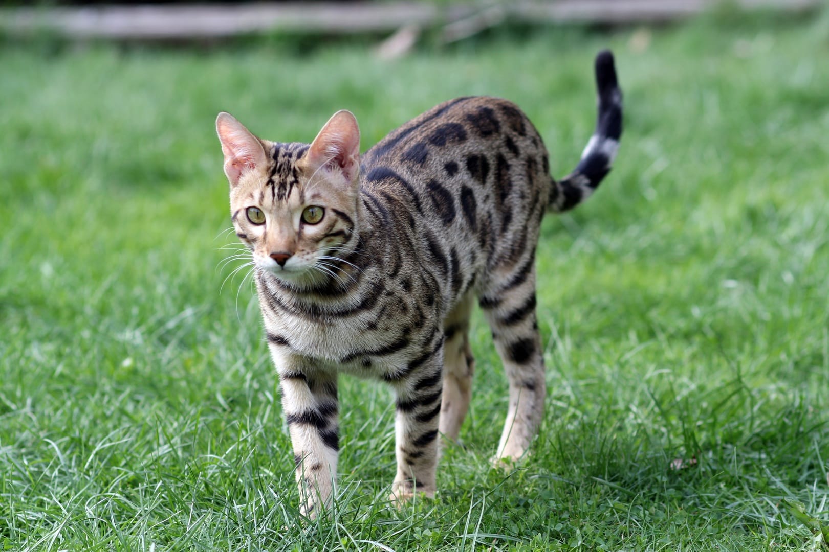 Ocicat with curly tail
