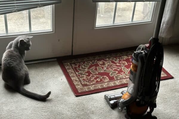 Olga looking at the vacuum, not enthused