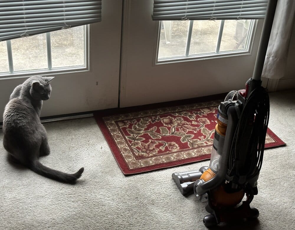 Olga looking at the vacuum, not enthused