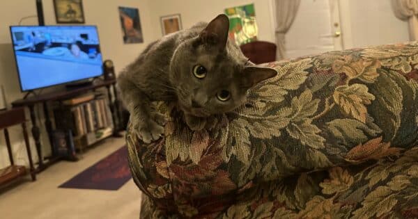 Olga on the chair looking adorable