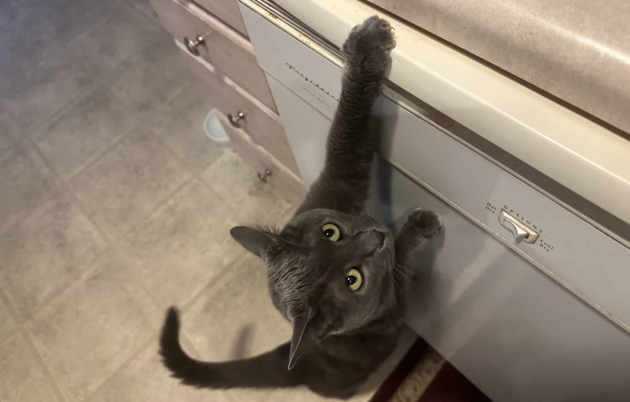 Cats and Countertops What Olga Gets Away With