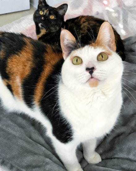 tortoiseshell-calico-cat