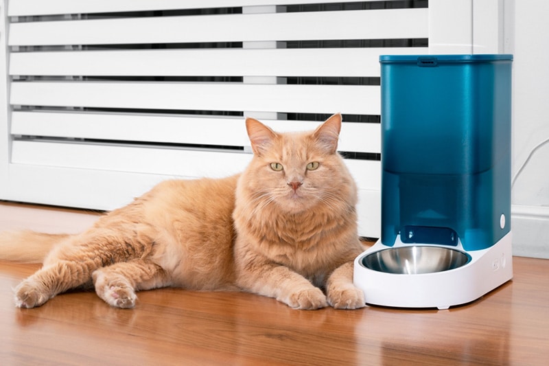 Orange Cat Treat Dispenser