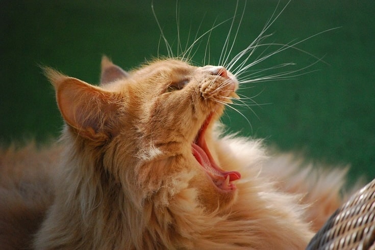 Orange Maine Coon yawning