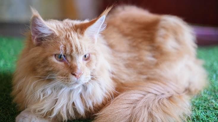 Orange Maine Coon