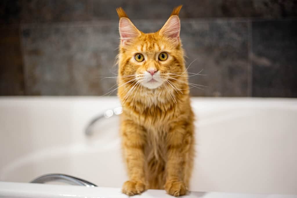 red maine coon in the bathtub shampoo
