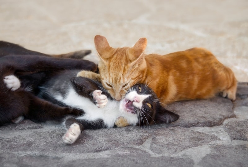 Orange cat biting black cat on the neck