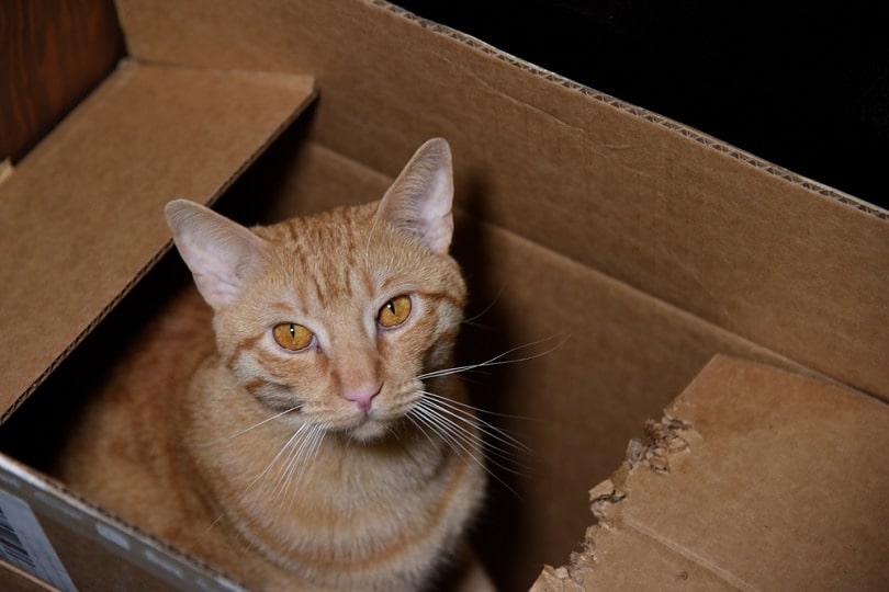 Orange-cat-in-a-box-_Wild-as-Light_shutterstock