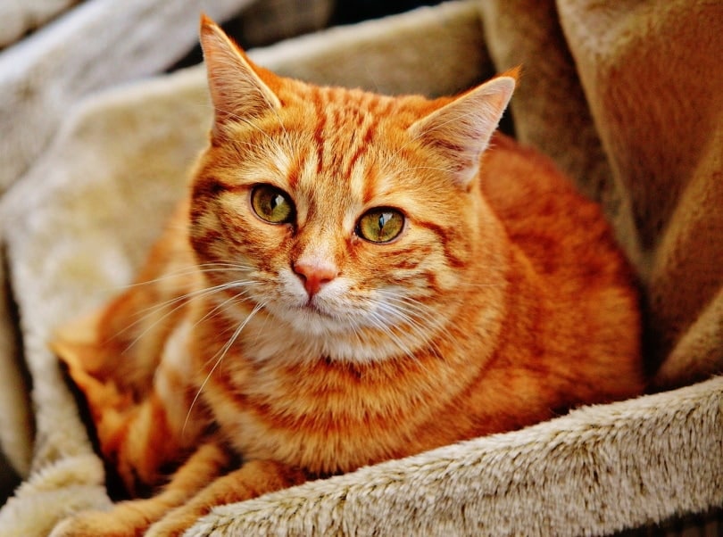 Orange cat in a nice box