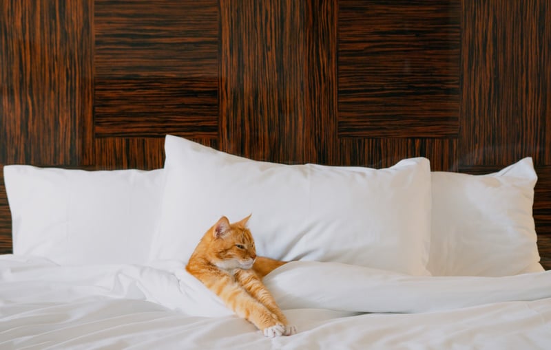 Orange cat in hotel room