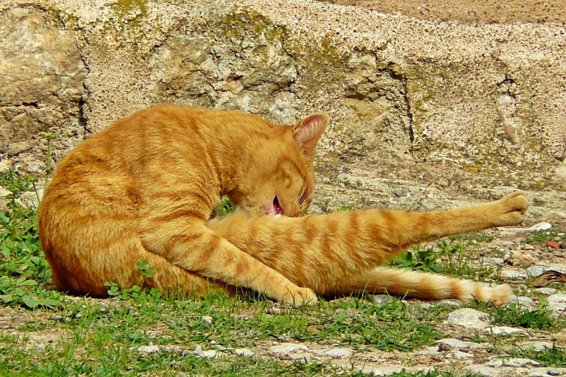 Orange cat licking its butt