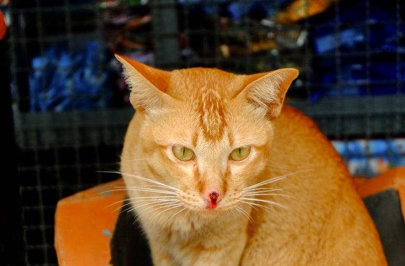Orange cat with blood in the nose