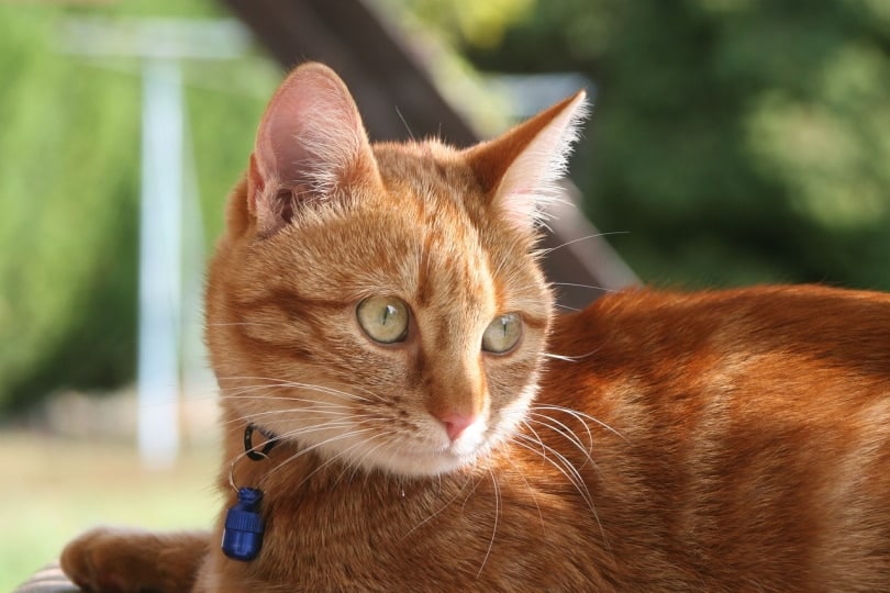 Orange cat with blue bell around its neck