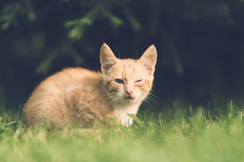 Orange cat with injured eye