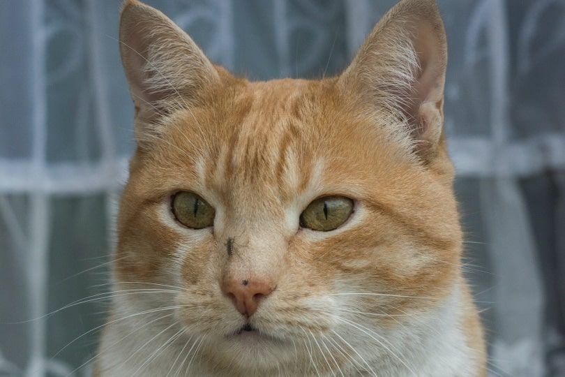 Orange cat with mosquito on its nose