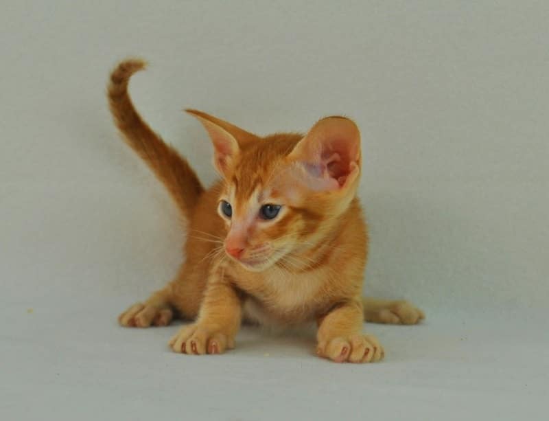 Oriental Long Hair Kitten