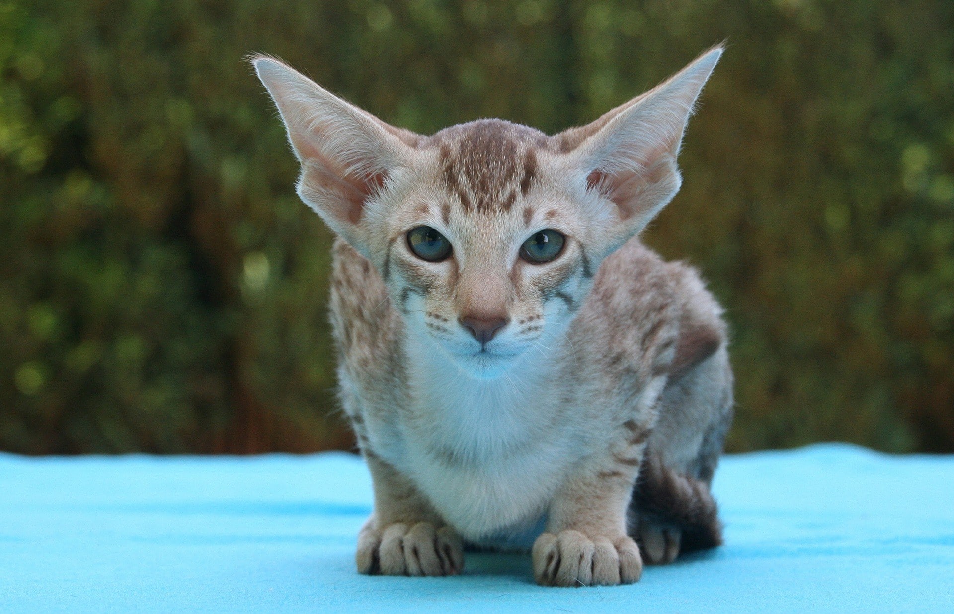 Oriental Shorthair Cat