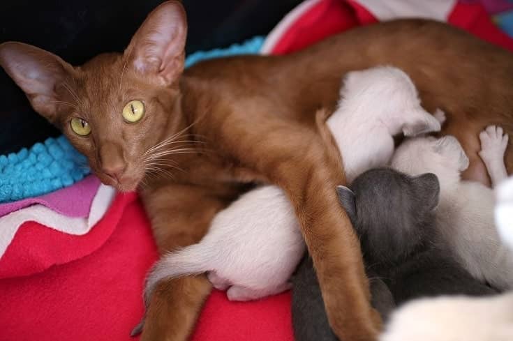 Oriental Shorthair