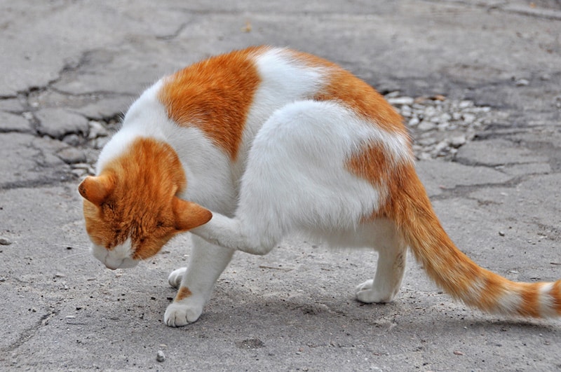 Outdoor orange cat scratching
