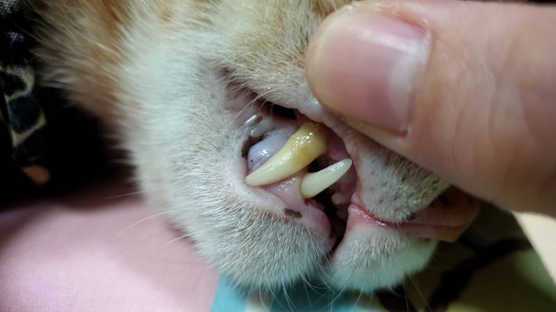 Owner-hand-opening-adult-cats-mouth-for-showing-bacterial-plaque-on-sharp-teeth-surface