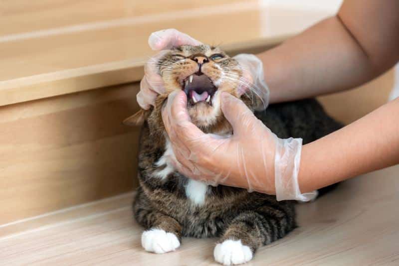 Owner of cat checking their cat's mouth