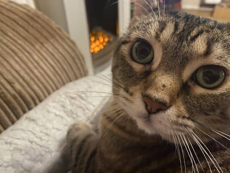 can-cats-understand-multiple-languages-dr-lauren-s-perspective-catster