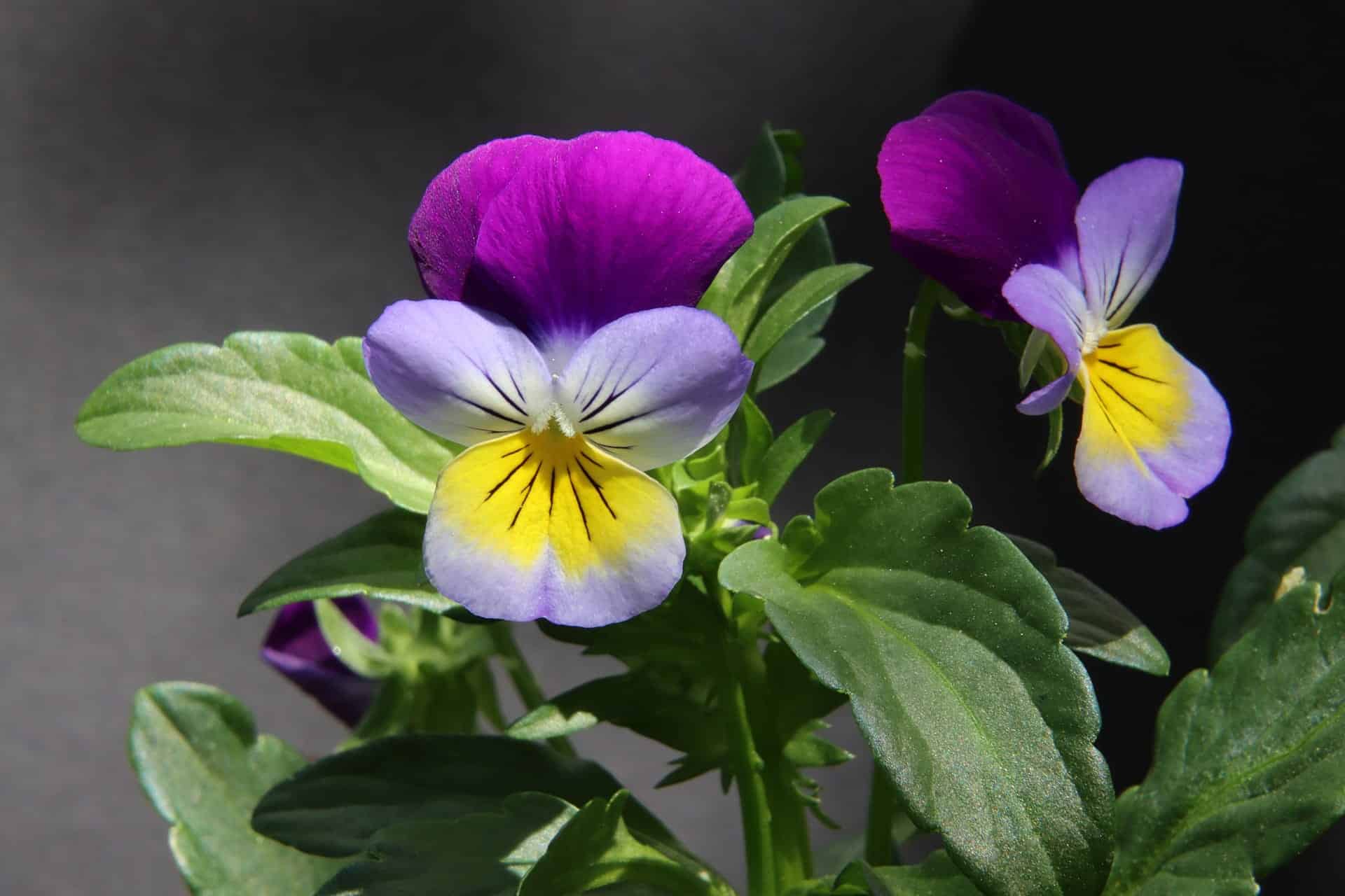 Pansies