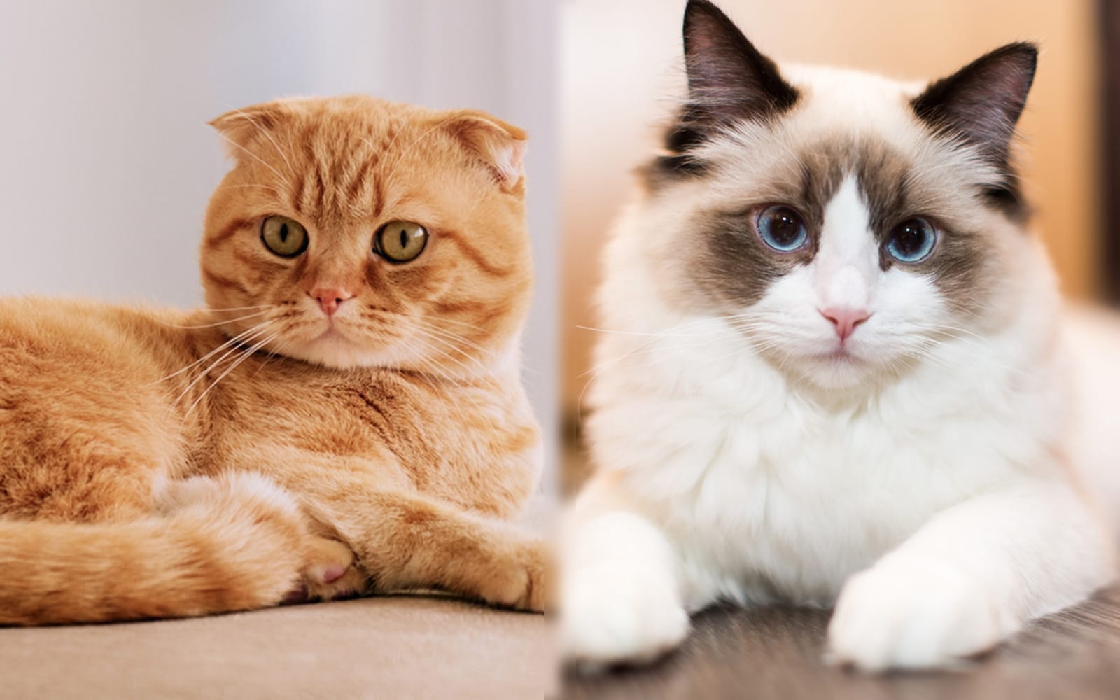 Scottish Fold Ragdoll Mix