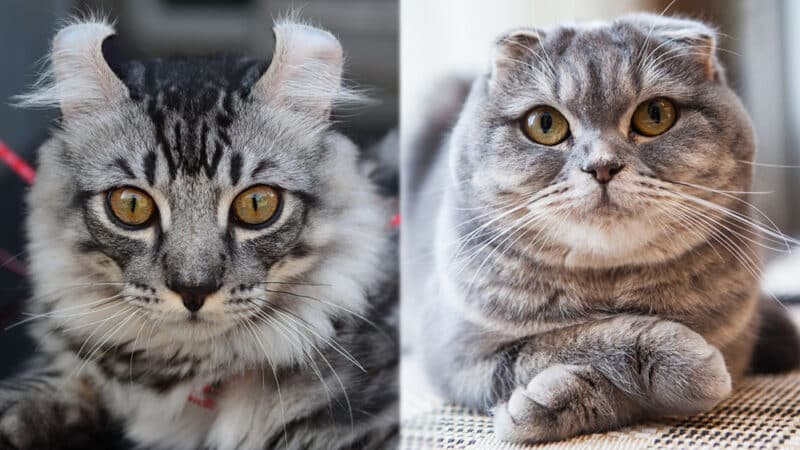Parent Breeds of the American Curl Scottish Fold Mix Cat