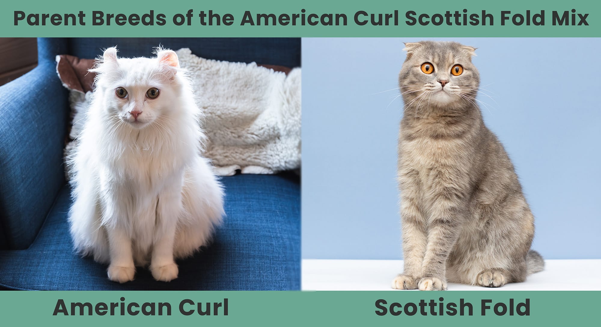 Parent Breeds of the American Curl Scottish Fold Mix